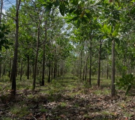 Vichada forest restoration, Colombia